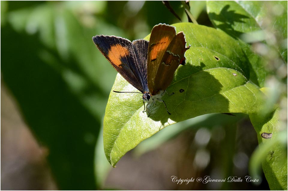 La splendida Thecla betulae